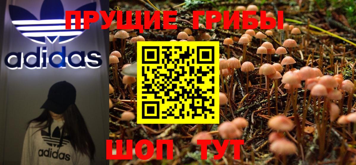 Псилоцибиновые грибы Psilocybine cubensis Буйнакск